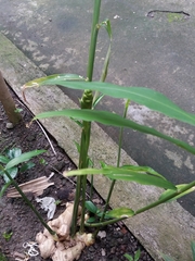 Zingiber officinale