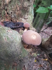 Cyclocybe parasitica