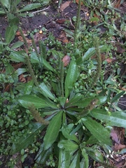 Plantago