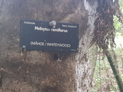 Cyclocybe parasitica