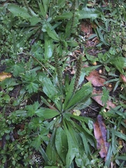 Plantago