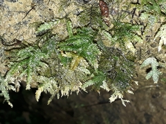 Austrothamnium pandum