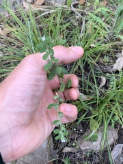 Lithospermum matamorense