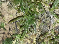 Austrothamnium pandum