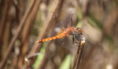 Erythrodiplax corallina