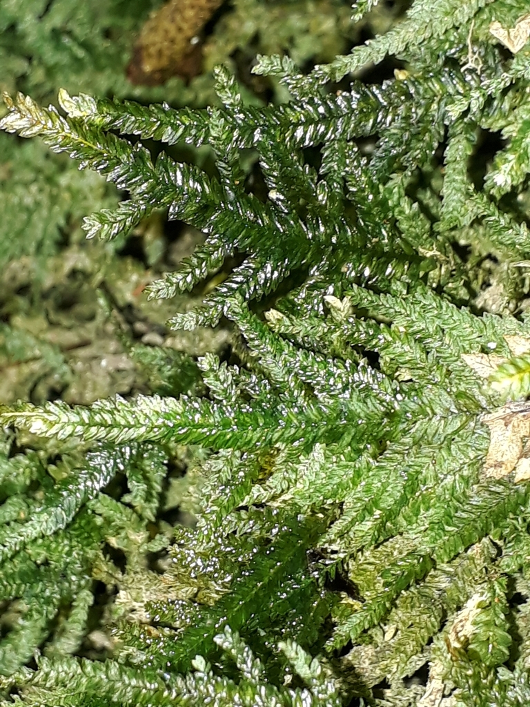 Austrothamnium