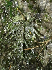 Austrothamnium pandum