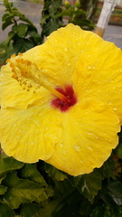 Hibiscus rosa-sinensis