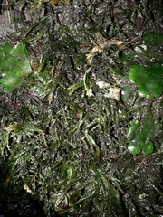 Austrothamnium pandum