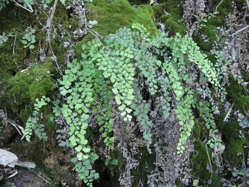 Adiantum capillus-veneris iNat (3)