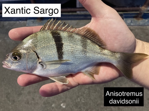 Xantic Sargo