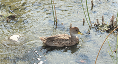 Anas georgica spinicauda