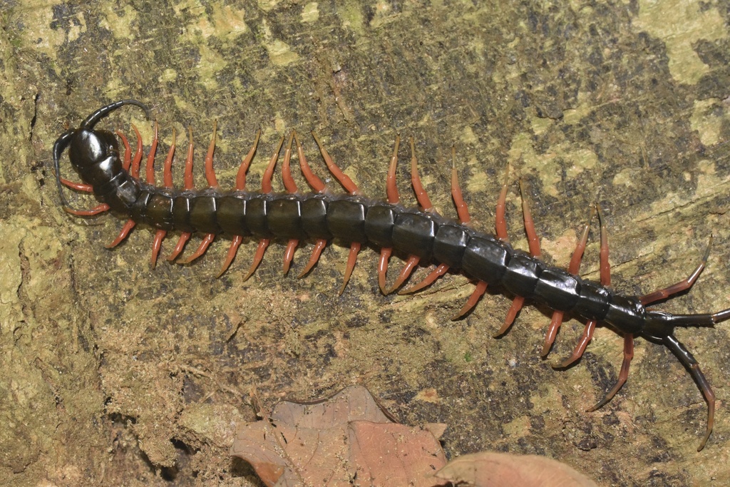 Giant Centipedes in June 2023 by thirty_legs · iNaturalist