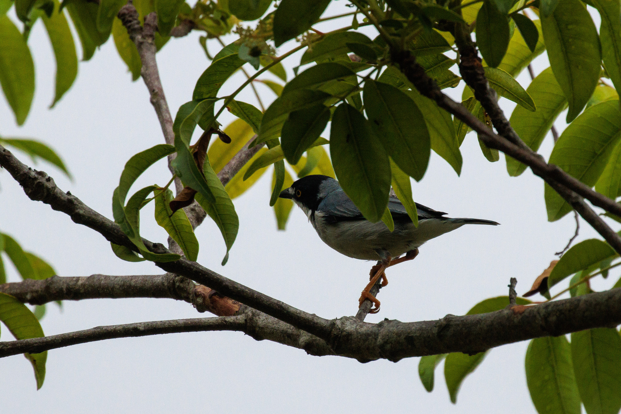 Hooded Tanager (Nemosia pileata)