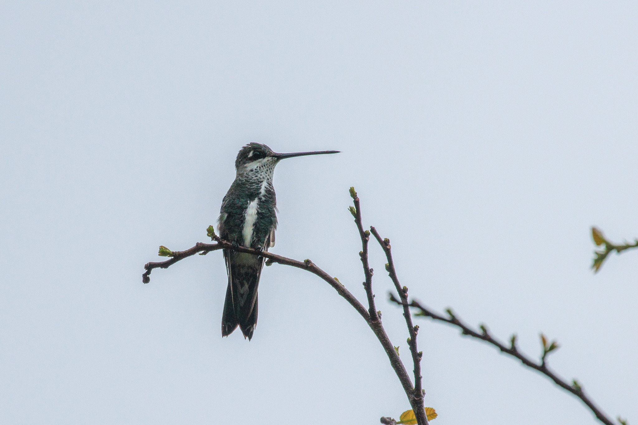 Stripe-breasted Starthroat illustration