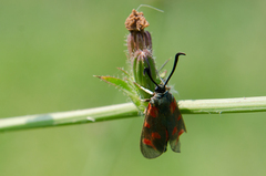 Zygaena centaureae