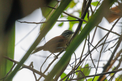 Moustached Wren (Pheugopedius genibarbis), photo 4