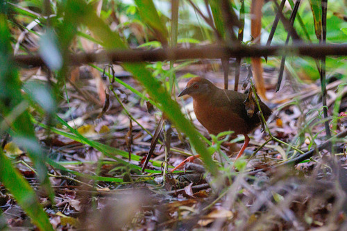 Russet-crowned Crake (Rufirallus viridis), photo 9