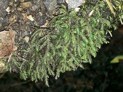 Echinodiopsis hispida