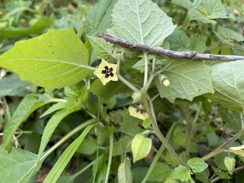 Physalis pubescens iNat (2)