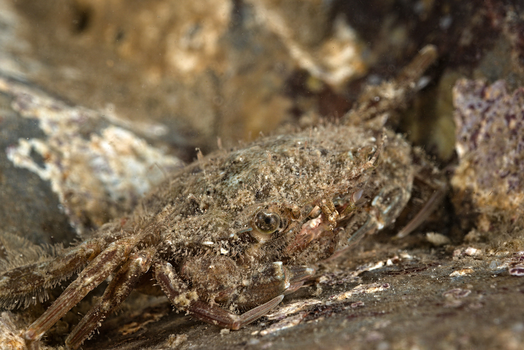 Arch-fronted Swimming Crab