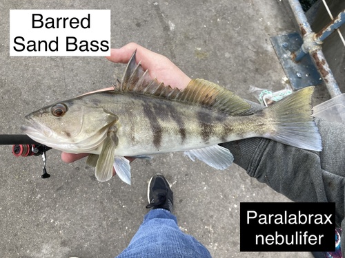 Barred Sand Bass