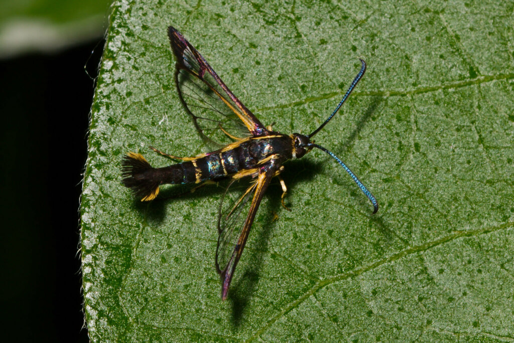 Dogwood Borer Moth