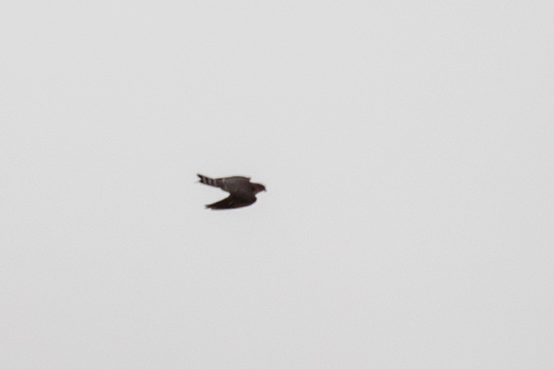 iNaturalist observation photo of Merlin