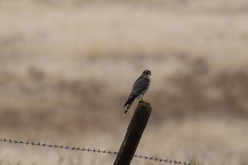 iNaturalist observation photo of Merlin