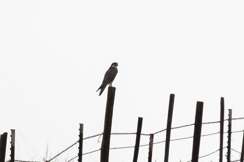 iNaturalist observation photo of American Kestrel