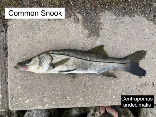 Common Snook
