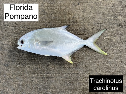 Florida Pompano