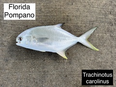Florida Pompano photo 4