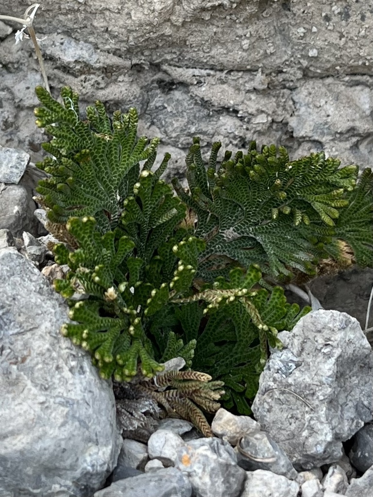 resurrection plant from Big Bend National Park, Terlingua, TX, US on ...