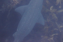 Notorynchus cepedianus