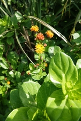 Gynura elliptica