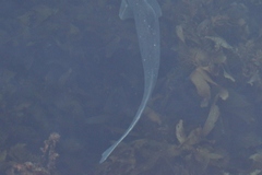 Notorynchus cepedianus