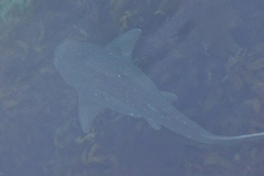 Notorynchus cepedianus