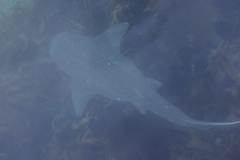 Notorynchus cepedianus