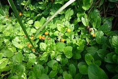 Gynura elliptica