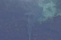 Notorynchus cepedianus