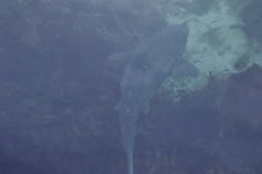 Notorynchus cepedianus