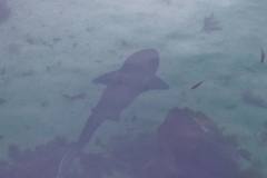 Notorynchus cepedianus