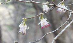 Lonicera praeflorens