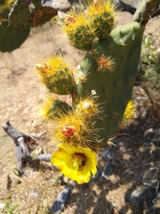 Opuntia velutina