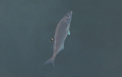 Latridopsis ciliaris