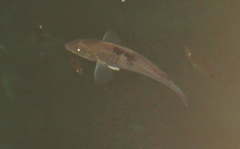 Notolabrus celidotus