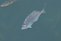 Latridopsis ciliaris