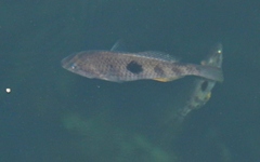 Notolabrus celidotus