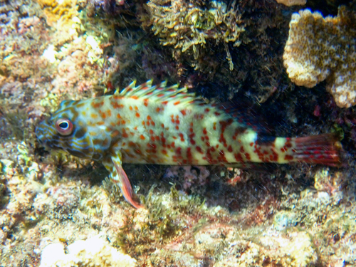Stocky Hawkfish
